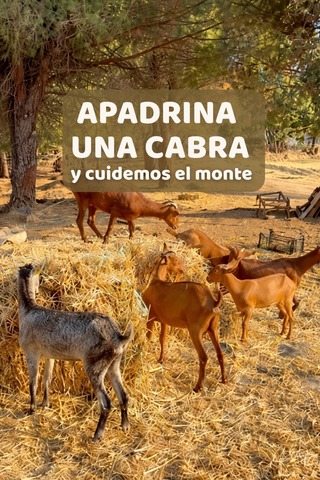 Apadrina una cabra